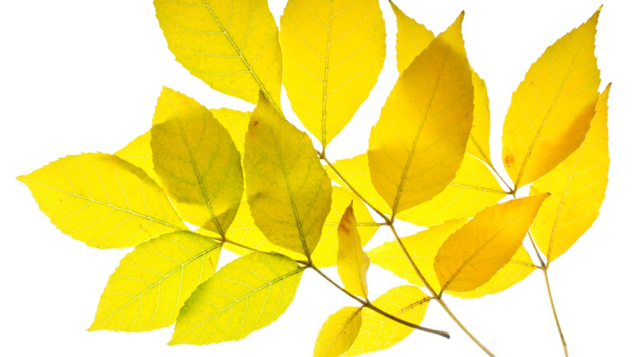 Определение листа по его форме и текстуре