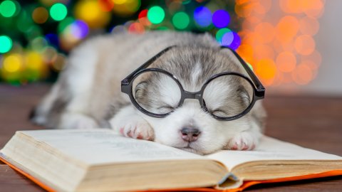 ТЕСТ! Любимые питомцы героев детских книг.