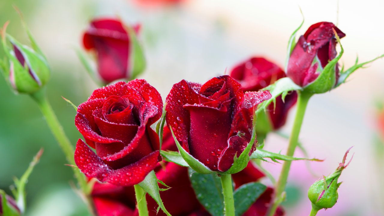 Аквилегия лепесток. Красивая природа полевые цветы. Бутон гвоздики. Полевые цветы в августе. 2 июля цветок.