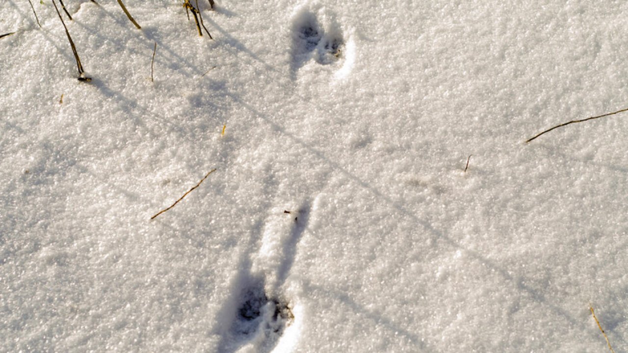 След хорька на снегу фото. Лесная куница следы на снегу. Следы животных на снегу. Следы мелких животных. Следы лисы на снегу.